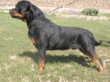 Nemo vom Bonzi Star | Rottweiler 