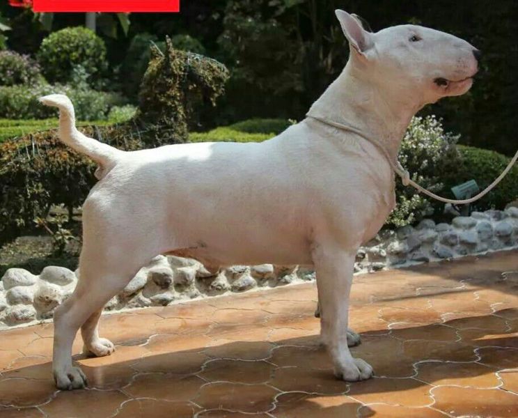 HUMBERT'S SILVER SHEAMUS | Bull Terrier 