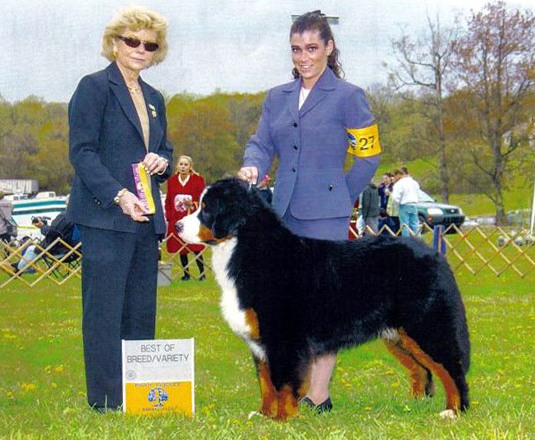 Keilissas In White Satin Armor | Bernese Mountain Dog 