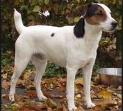 Tiggertoo Brujo | Parson Russell Terrier 