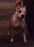 Knowlwoods Redwood Just Like Dusty | American Pit Bull Terrier 