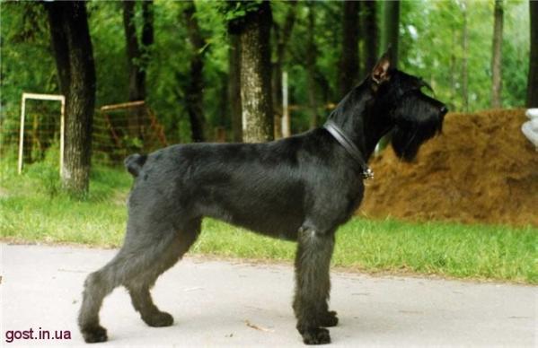 Gammuraby Hippy Loo | Giant Schnauzer 