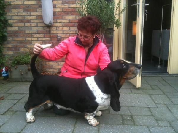 NewDown Bassets Escape | Basset Hound 