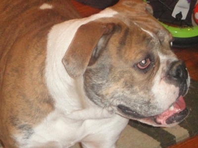 Creepy's Blue Lily | Olde English Bulldogge 