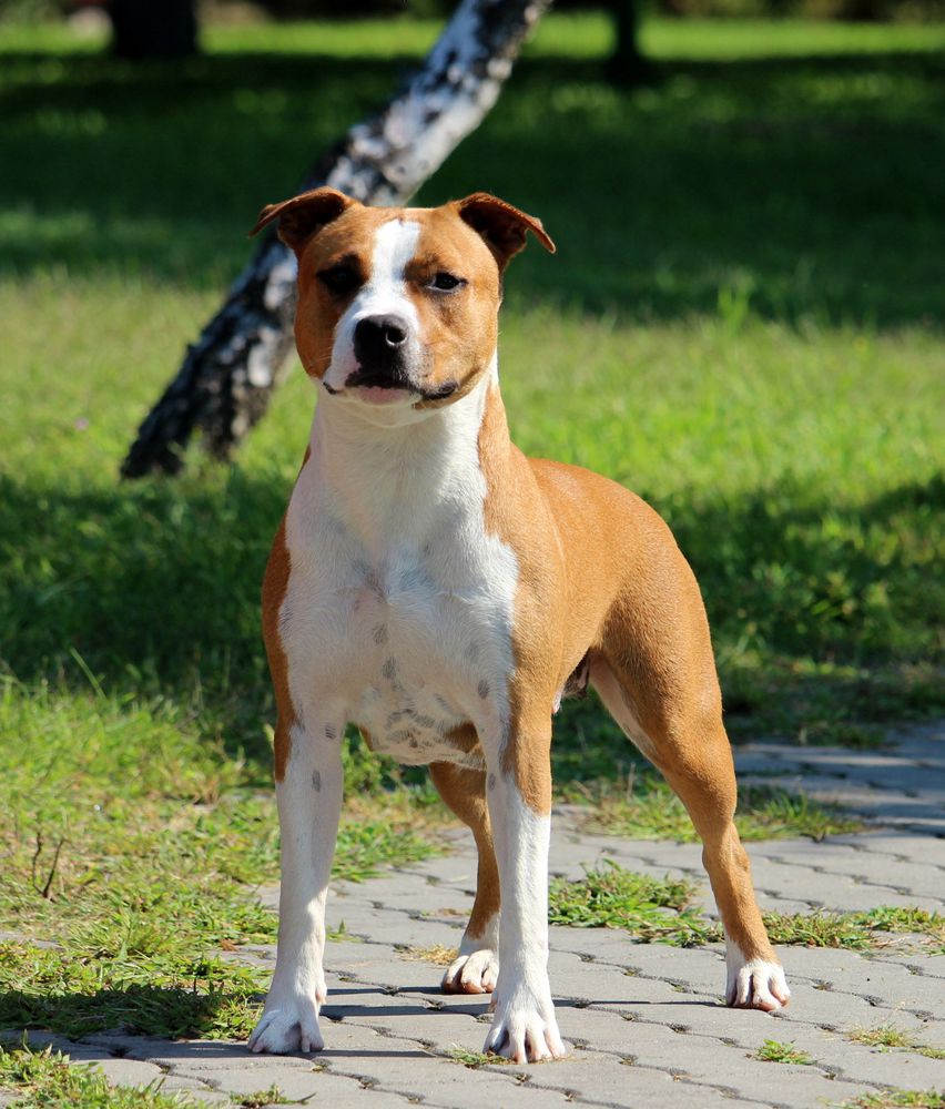 Tiger Tattoo's Amber Rose | American Staffordshire Terrier 