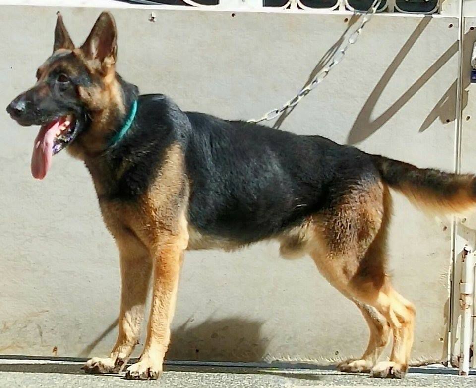 C'Besprens Turbo | German Shepherd Dog 