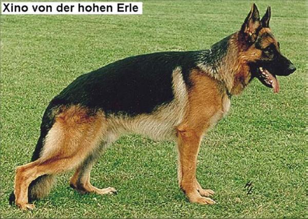 Xino von der Hohen Erle | German Shepherd Dog 