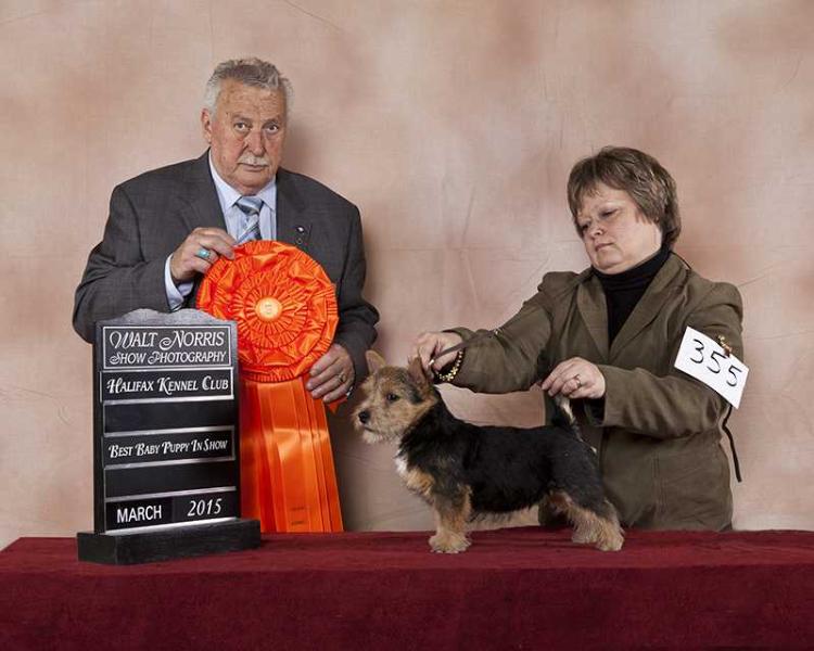 Scandvik Java Rush | Norwich Terrier 