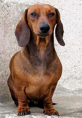 Goldader Elegans | Dachshund 