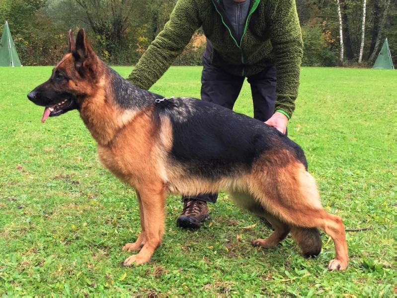 Fritzi vom Roten Feldweg | German Shepherd Dog 