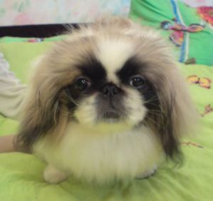 Shanel koketka | Pekingese 