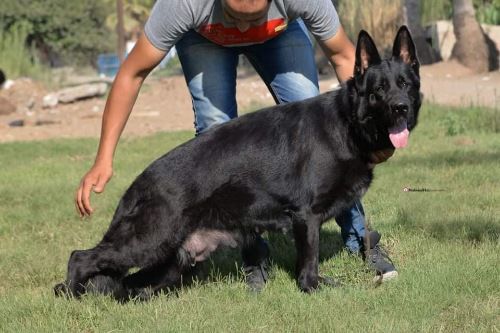 Blacky vom Professional Kennel | German Shepherd Dog 