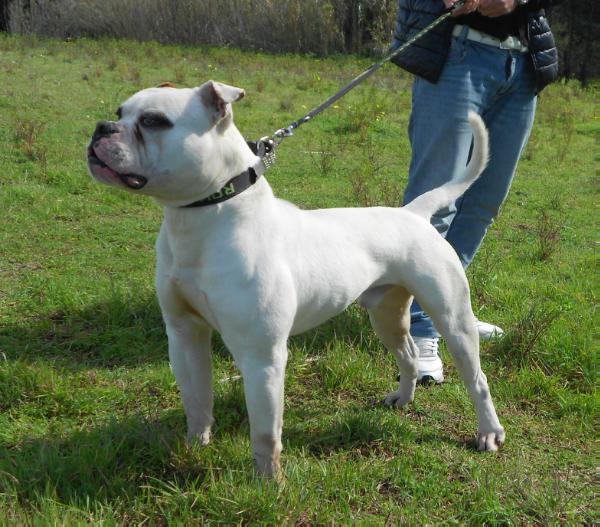 Taurino's DOM of BandM's bull | American Bulldog 