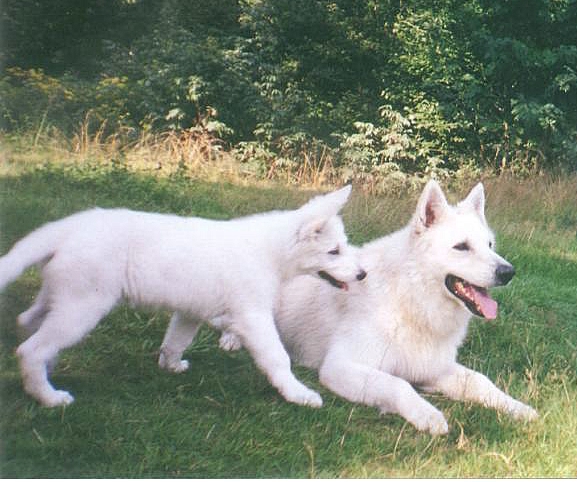 Apollo vom Linsenhof | White Swiss Shepherd Dog 