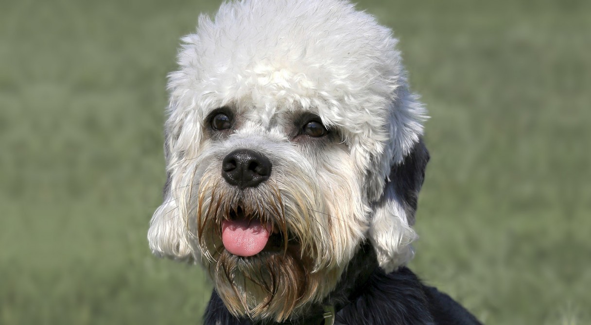 Dandie Dinmont Terrier