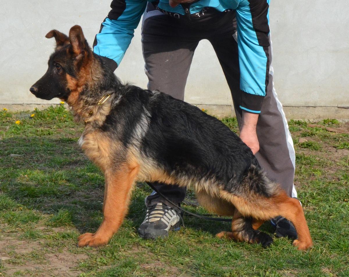 Orlando von Isidra | German Shepherd Dog 