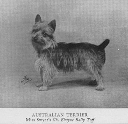 Elvyne Bally Toff | Australian Terrier 