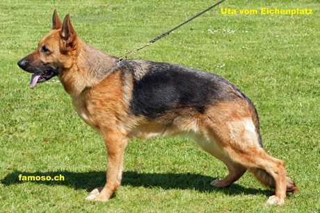 Uta vom Eichenplatz | German Shepherd Dog 