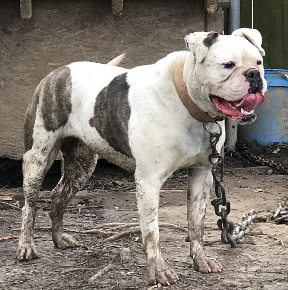 Pinnbulls Roxy | American Bulldog 