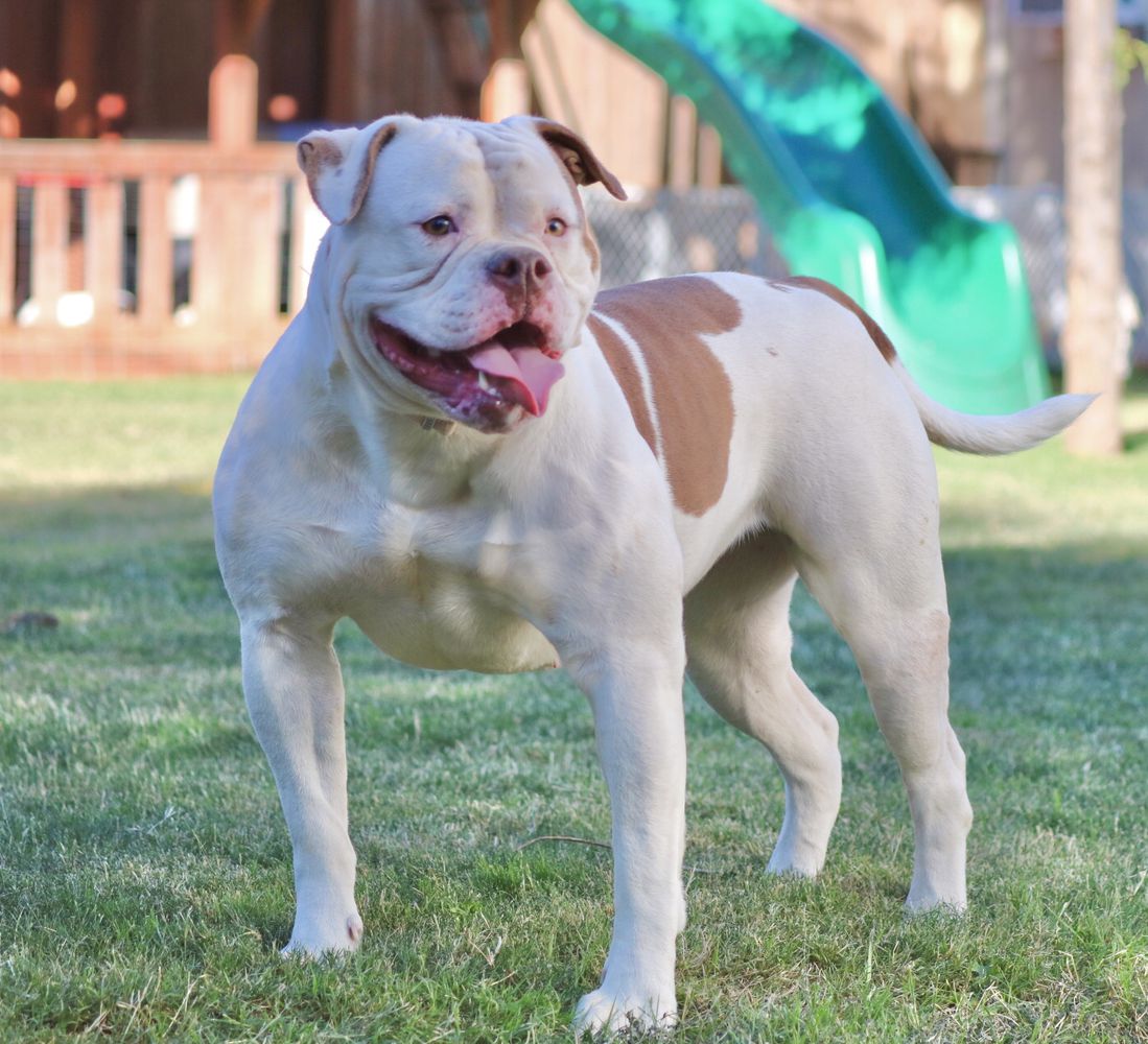 Bullybadass Sound The Alarm ( Cole Creek) | American Bulldog 