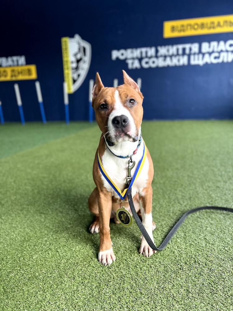 Prime Strider in Diversity | American Staffordshire Terrier 