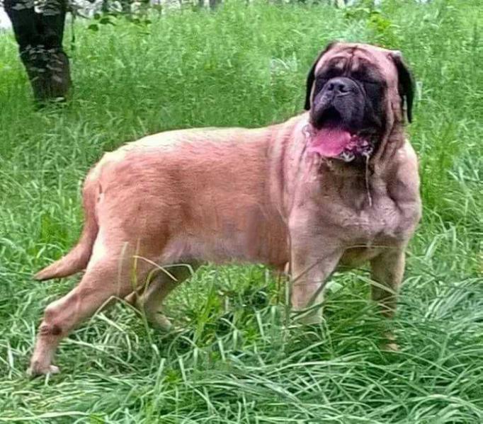 ORSA (SANTIAGO) | Mastiff 