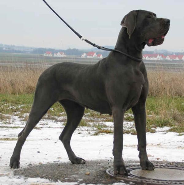 Fortuna vom Hause Wagner | Great Dane 