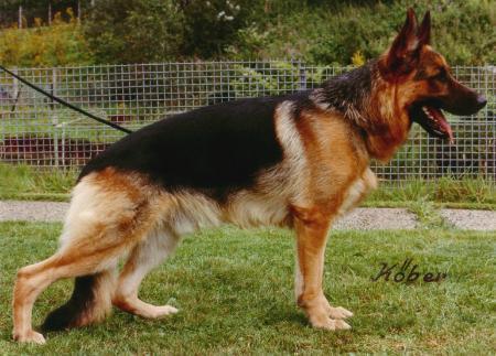 Darius aus Wattenscheid | German Shepherd Dog 