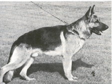 Tino von Arminius | German Shepherd Dog 