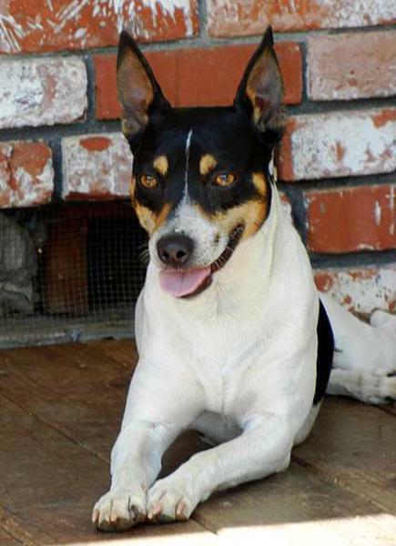 Call Me Walk'n On Water | Rat Terrier 