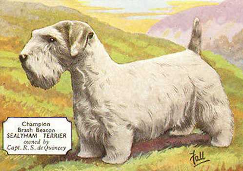 Brash Beacon | Sealyham Terrier 