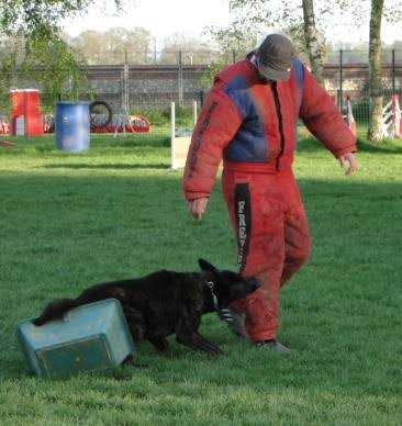 Anzy des Crocs de l'Olympe | Dutch Shepherd 