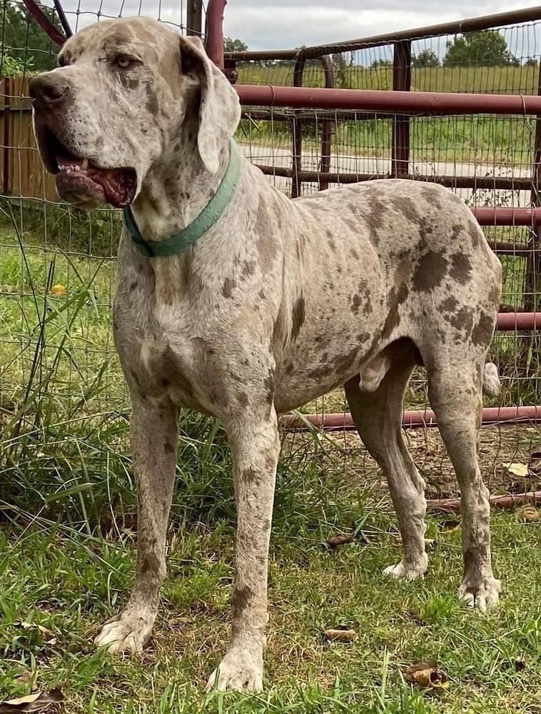 Red Oaks Sir Lukas | Great Dane 
