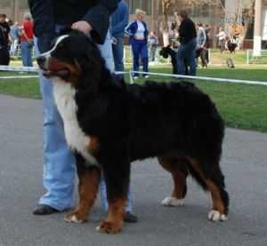 Benedictena Moravian Hurricane | Bernese Mountain Dog 