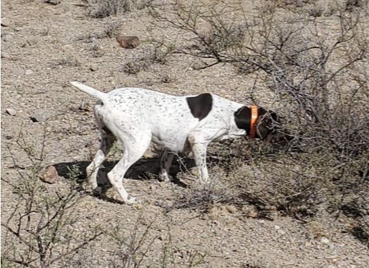 Winegarner's Boomer Jay | German Shorthaired Pointer 