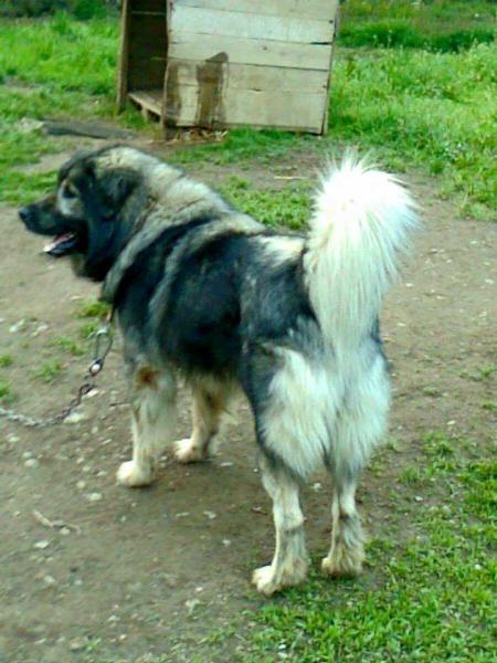 Ikar Srpski Lav | Yugoslavian Shepherd Dog-Sarplaninac 