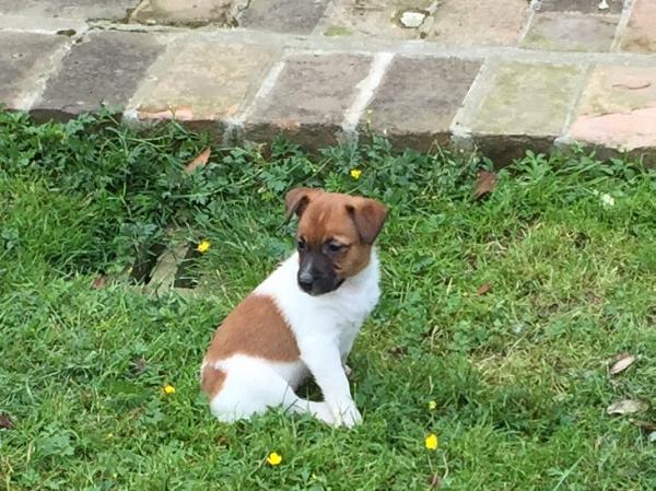 Overdrive di Villa Bosi | Jack Russell Terrier 
