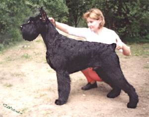 Rus Astershvarc Yudgin | Giant Schnauzer 