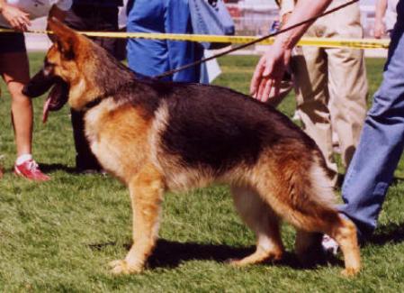 Ilsa vom Stefanopeler Tal | German Shepherd Dog 