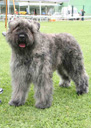 Ferroefuoco Badessa | Bouvier des Flandres 