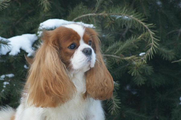 TORAYLAC DRUNKEN DUNCAN | Cavalier King Charles Spaniel 