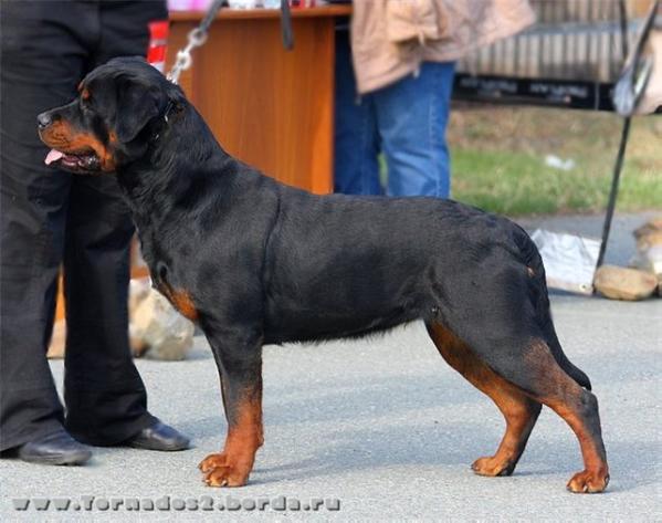 Darling Femeli Teffi | Rottweiler 