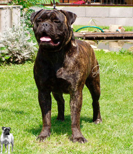 BULLERO`S TIP-TOP | Bullmastiff 