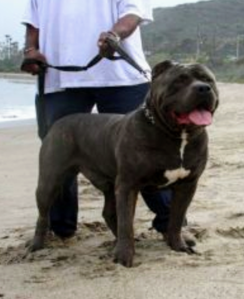 SUNLINE'S GLADIATOR ROCK | American Pit Bull Terrier 