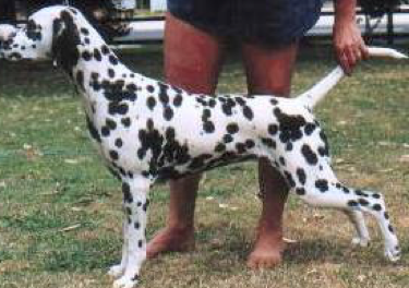 Gemcourt Foryrizonly | Dalmatian 