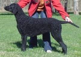 Racycurls Fram Til Caballus | Curly Coated Retriever 