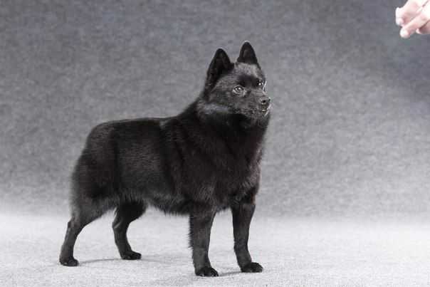 rivendel's Etched in onyx | Schipperke 