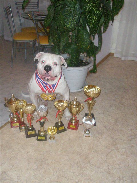 ZhGUChIJ PERChIK SLADKIJ PLOD | American Bulldog 