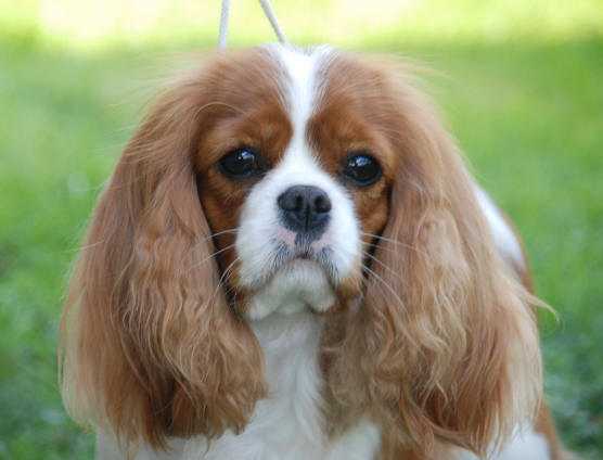 Angel's Pride Anastacia | Cavalier King Charles Spaniel 