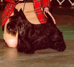 Anstamm Atta Girl | Scottish Terrier 